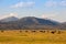 The herd bison in Yellowstone National Park, Wyoming. USA