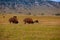The herd bison in Yellowstone National Park, Wyoming. USA