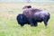 The herd bison in Yellowstone National Park, Wyoming. USA