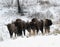 Herd of bisons