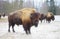 Herd of bisons i and a bison male looking at camera