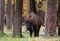 Herd of bisons in the old autumn forest