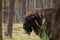 Herd of bisons in the old autumn forest