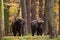 Herd of bisons in the old autumn forest