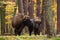 Herd of bisons in the old autumn forest