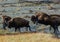 Herd of bisons walking across the riverside