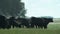 A herd of Black Angus bulls on a pasture in the early morning.