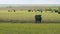 Herd or black angus cows. Cows graze in meadow. Animal grazing in pasture. Static view.
