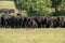 Herd of black Angus cows on a free pasture on a green meadow
