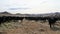A herd of black angus cows in the hills of Wyoming.