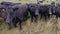 Herd of black Angus cows. Video with angus cows