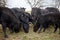 Herd of black beef cows and calves