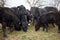 Herd of black beef cows and calves grazing