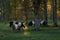 Herd of black belted Galloway cow grazing in forest on sunny autumn evening