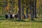 Herd of black belted Galloway cows grazing in forest on sunny autumn day