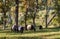 Herd of black belted Galloway cows grazing in forest on sunny autumn day