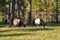 Herd of black belted Galloway cows grazing in forest on sunny autumn day