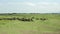 Herd of black bisons pasturing in the meadow.