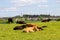 A herd of black and brown cows with young calves.