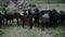 Herd of black and brown sheep stands on a green field and looks into the camera