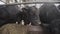 Herd of black cows feeding hay from stable at farm metal barn