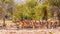 A herd of black-faced impala Aepyceros melampus petersi drinking at the water hole, Ongava Private Game Reserve  neighbour of E