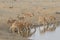 Herd of black-faced impala drinking at waterhole, Etosha