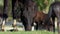 Herd of black horses grazing grass on a lake bank in slo-mo