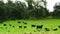 Herd of black milk cows in a green pasture bordered by trees.