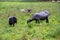 A herd of black sheeps is eating the fresh green grass in southern Sweden