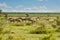 Herd of black-tailed wildebeest on migration in the African savannah