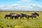 Herd of black-tailed wildebeest on migration in the African savannah