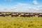 Herd of black-tailed wildebeest on migration in the African savannah