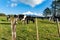 Herd black and white cattle through fence grazing below snowcapped peak of Mount Egmont