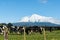 Herd black and white cattle grazing below snowcapped peak of Mount Egmont