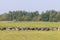 Herd of black and white cows calves pasturing and eating grass on a grazing meadow, cattle on an animal farm ranch field in a