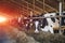 Herd of black and white cows eating hay in modern cowshed