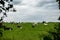 herd of black and white cows stands on a green meadow and the sky is overcast