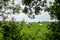 Herd of black and white cows stands on a green meadow and the sky is overcast