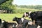 A herd of black and white cows try to stay cool under the trees on a hot summer`s day.