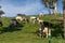 A herd of black and white diary cows grazes peacefully