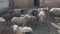 A herd of black and white sheep and goats with horns walk and run in the paddock in the backyard on a Sunny summer day