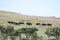 Herd of black wildebeest runs down a hill in the savanna