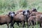 Herd of blackbellied sheep.