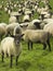 Herd of Blackface sheep, England, United Kingdom, Europe