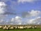 Herd of Blackface sheep in front of stone wall, England, United Kingdom, Europe