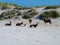 Herd of blesbok