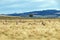 Herd of Blesbok Feeding on Dry Winter Grassland Landscape