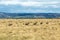 Herd of Blesbok Wandering on Dry Winter Grassland Landscape