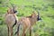 Herd of blesbuck, antelope cervicapra,